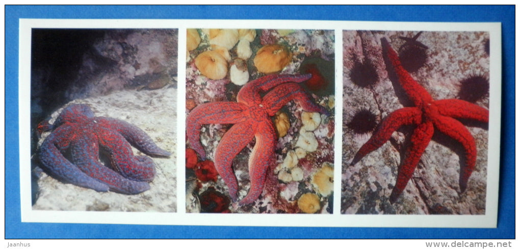 Starfish - Evasterias - Japanese sea - 1977 - Russia USSR - unused - JH Postcards