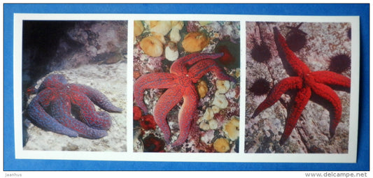 Starfish - Evasterias - Japanese sea - 1977 - Russia USSR - unused - JH Postcards