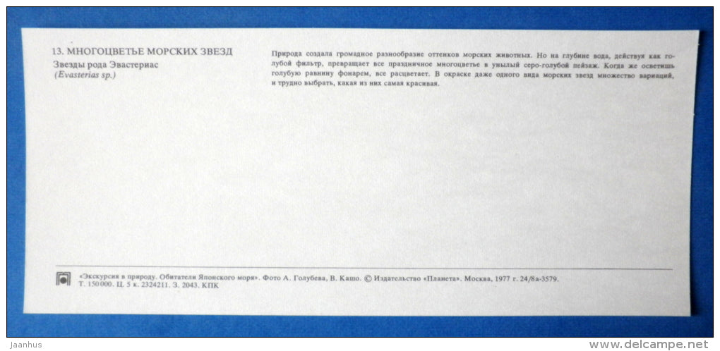 Starfish - Evasterias - Japanese sea - 1977 - Russia USSR - unused - JH Postcards