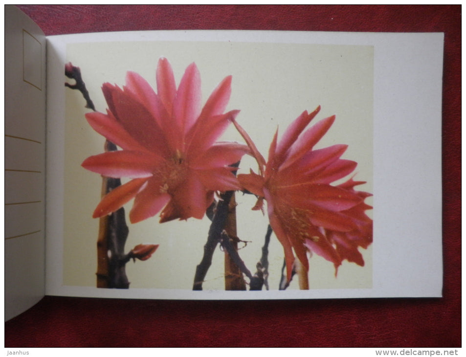 Flowers - set of 12 postcards - printed in People´s Republic of China - 1962 - China  - unused - JH Postcards