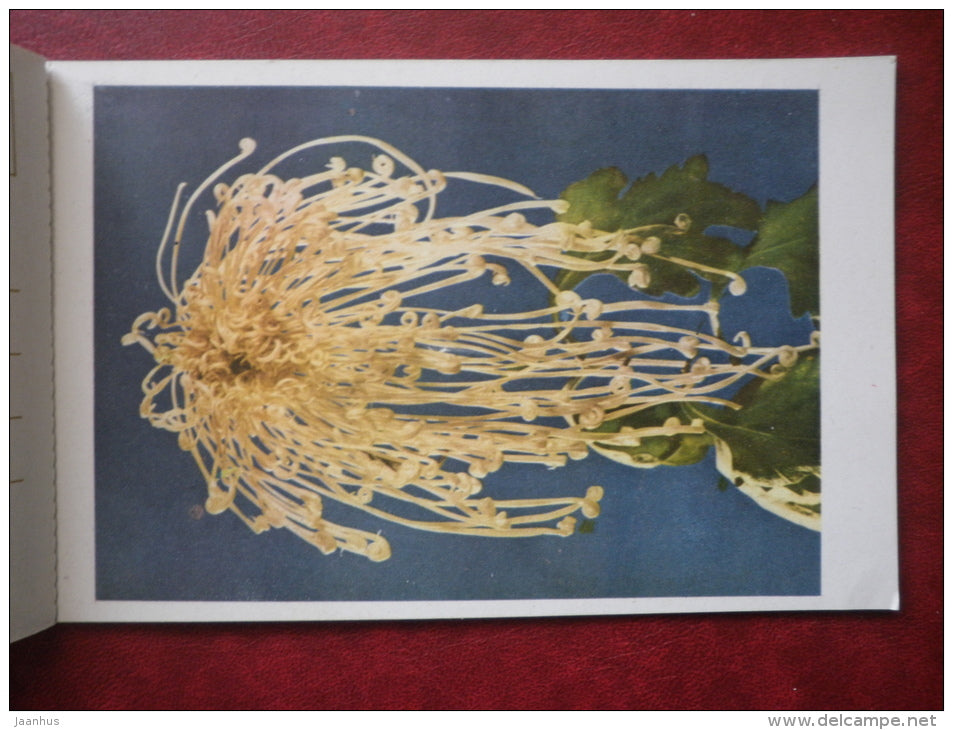 Flowers - set of 12 postcards - printed in People´s Republic of China - 1962 - China  - unused - JH Postcards