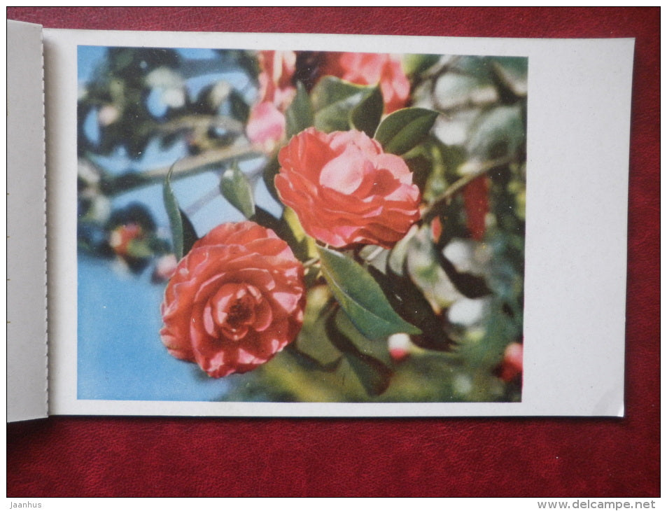 Flowers - set of 12 postcards - printed in People´s Republic of China - 1962 - China  - unused - JH Postcards