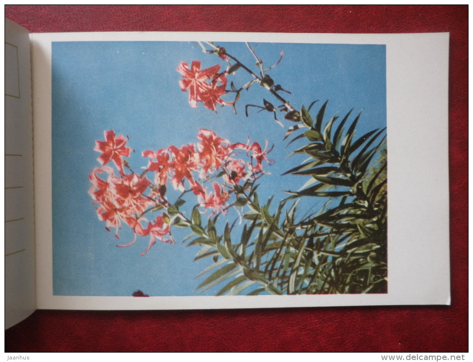 Flowers - set of 12 postcards - printed in People´s Republic of China - 1962 - China  - unused - JH Postcards
