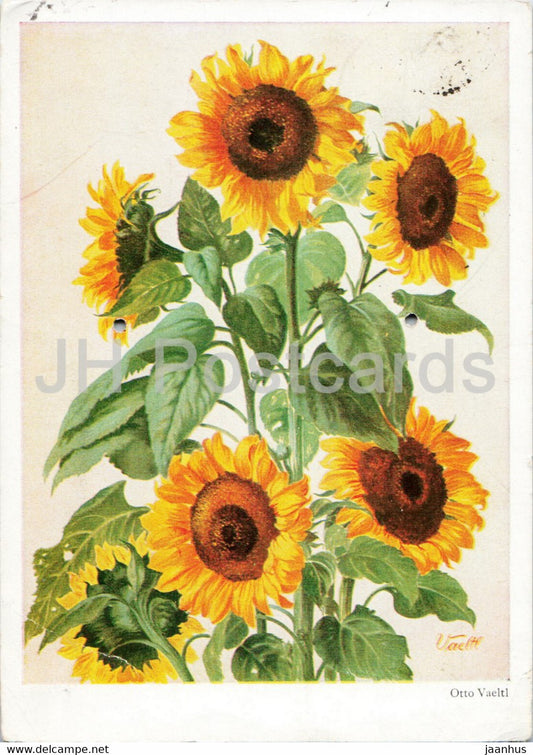 painting by Otto Vaeltl - Sunflowers - German art - old postcard - 1952 - Germany - used - JH Postcards