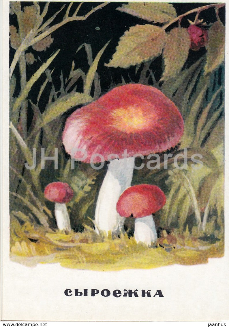 Russula - mushrooms - illustration - 1971 - Russia USSR - unused - JH Postcards