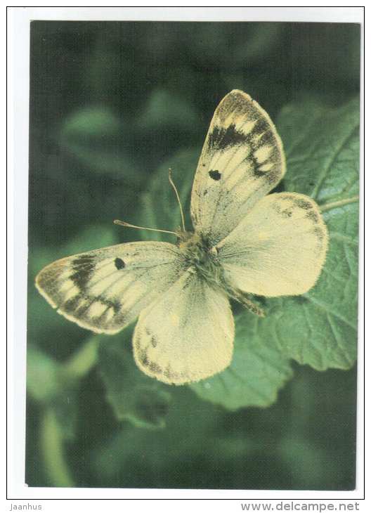 Colias alpherakii - butterfly - Central Asia butterflies - 1989 - Russia USSR - unused - JH Postcards