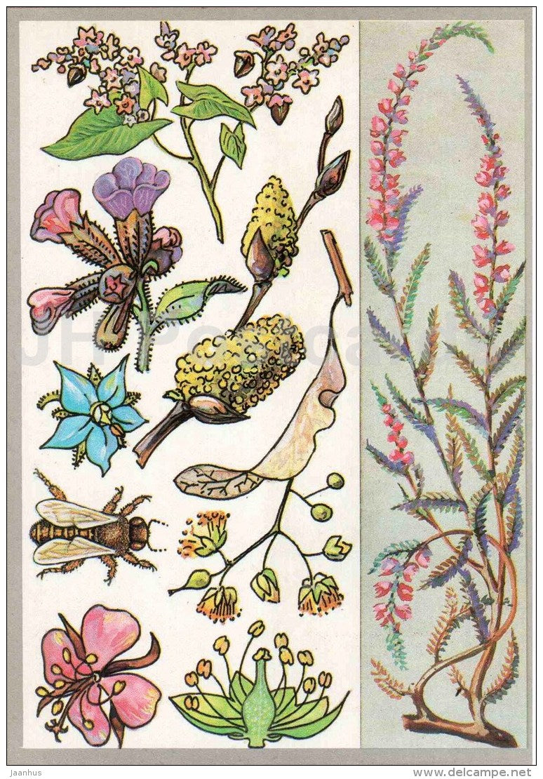 blooming sally - borage - lungwort - buckwheat - Honey Plants - Amazing Plants - 1989 - Russia USSR - unused - JH Postcards
