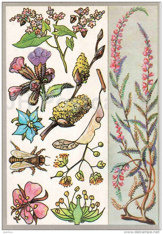 blooming sally - borage - lungwort - buckwheat - Honey Plants - Amazing Plants - 1989 - Russia USSR - unused - JH Postcards