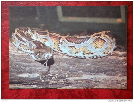 Python molurus - snakes - animals - Tallinn Zoo - 1989 - Estonia - USSR - unused - JH Postcards