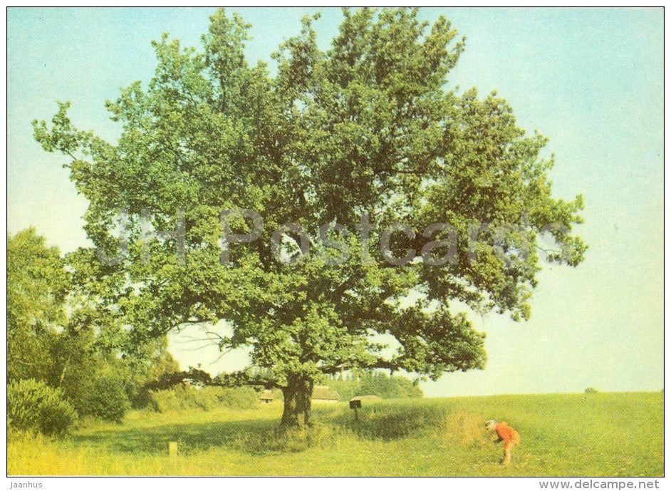 The big Oak-Tree - Estonian writer A. H. Tammsaare - 1977 - Estonia USSR - unused - JH Postcards