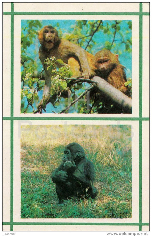 Macaque - Gorilla - Kiev Kyiv Zoo - 1976 - Ukraine USSR - unused - JH Postcards