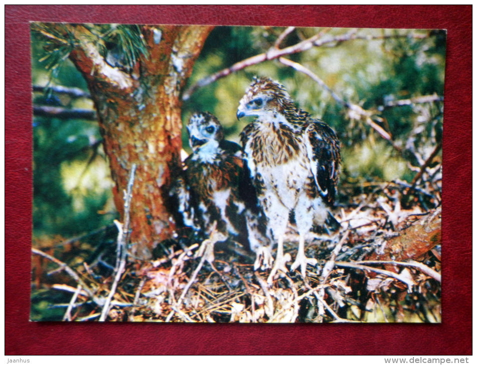 Common Buzzard - Buteo buteo - birds - 1982 - Russia USSR - unused - JH Postcards