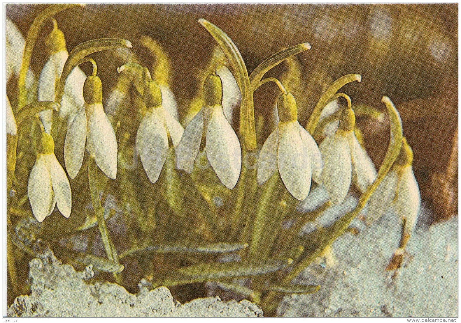 mini Greeting card - snowdrop - flowers - 1988 - Estonia USSR - unused - JH Postcards