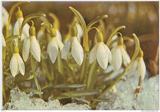 mini Greeting card - snowdrop - flowers - 1988 - Estonia USSR - unused - JH Postcards