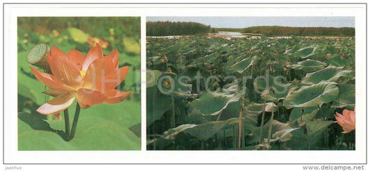 water lily - lotos - Astrakhan Nature Reserv - 1983 - Russia USSR - unused - JH Postcards