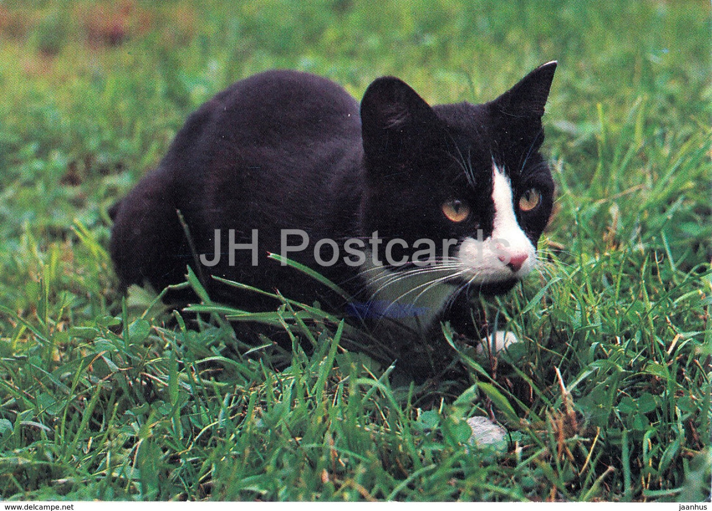 European Shorthair Cat - Estonia - unused - JH Postcards