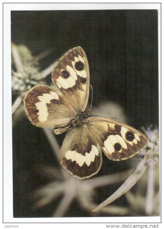 Karanasa abramovi - butterfly - Central Asia butterflies - 1989 - Russia USSR - unused - JH Postcards