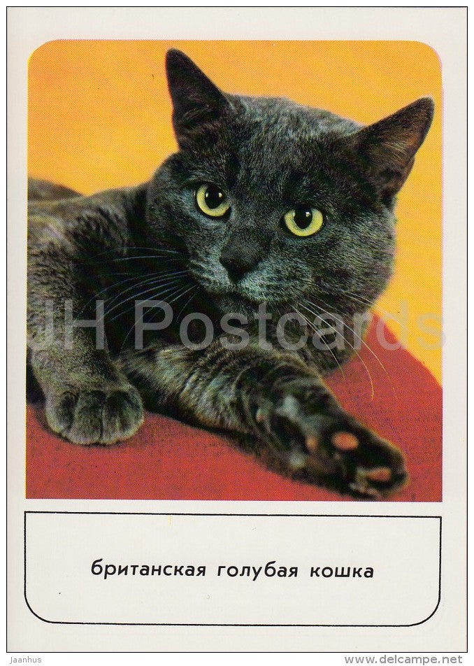 British Shorthair Cat - cats - Russia USSR - 1989 - unused - JH Postcards