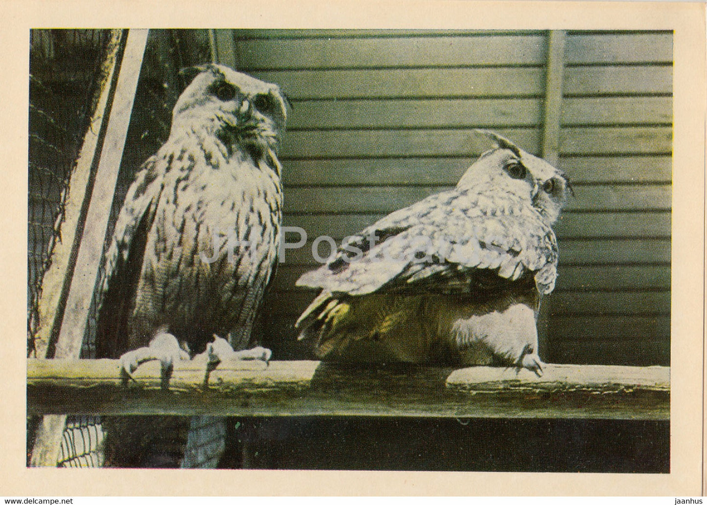 Riga Zoo - Eurasian eagle-owl - Bubo bubo - birds - Latvia USSR - unused - JH Postcards