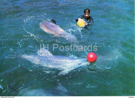 Batumi Dolphinarium - dolphin - water polo - 1980 - Georgia USSR - unused - JH Postcards