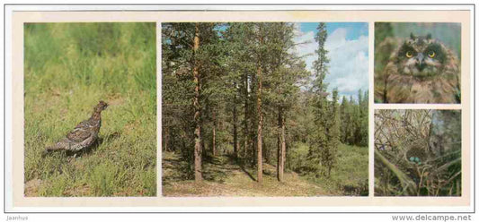 birds - owl - Lapland reserve - 1980 - Russia USSR - unused - JH Postcards