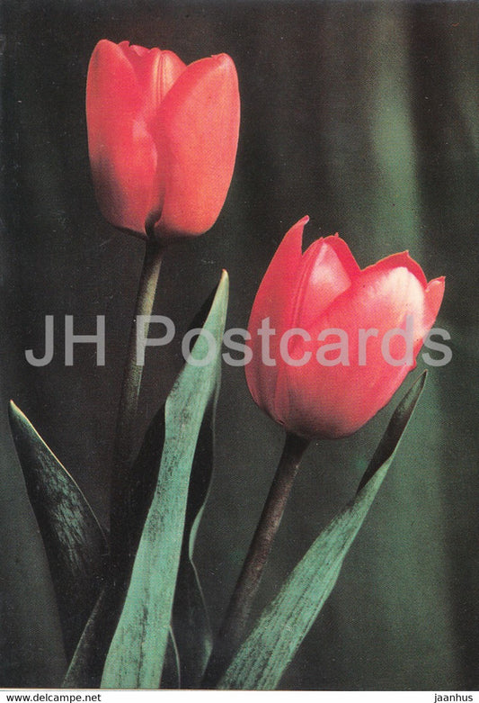 Red Tulip - Flowers - plants - Bulgaria - unused - JH Postcards