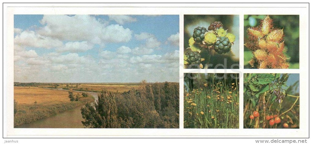 cursed buttercup - Glycyrrhiza echinata - blackberry - Astrakhan Nature Reserv - 1983 - Russia USSR - unused - JH Postcards