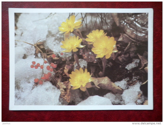 Adonis - Adonis amurensis - plants - 1987 - Russia USSR - unused - JH Postcards