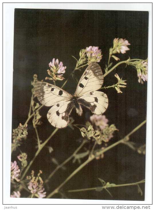 Clouded apollo - Parnassius mnemosyne - butterfly - Central Asia butterflies - 1989 - Russia USSR - unused - JH Postcards