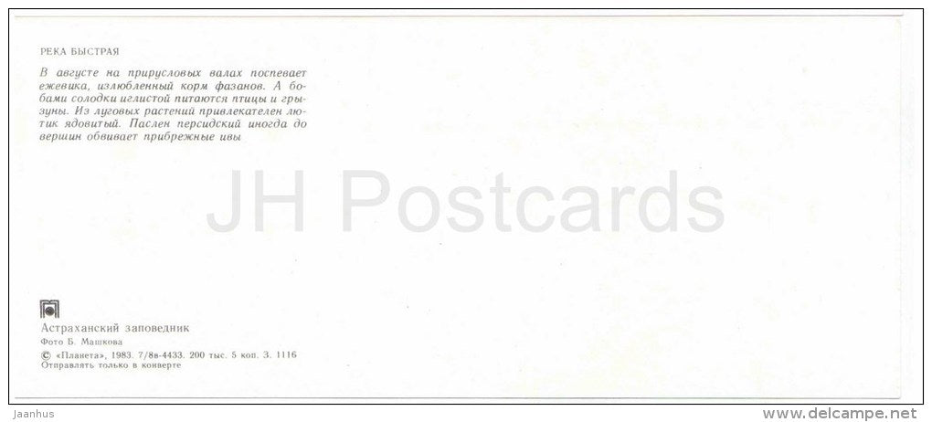 cursed buttercup - Glycyrrhiza echinata - blackberry - Astrakhan Nature Reserv - 1983 - Russia USSR - unused - JH Postcards
