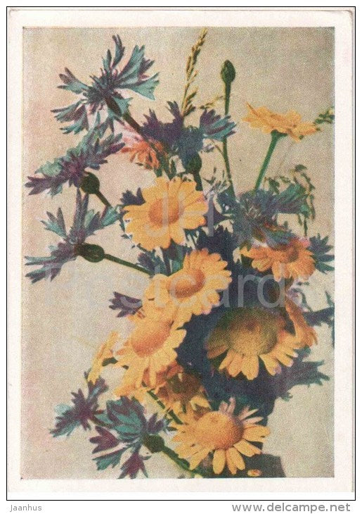 Arable Flowers - cornflower - 1957 - Russia USSR - unused - JH Postcards