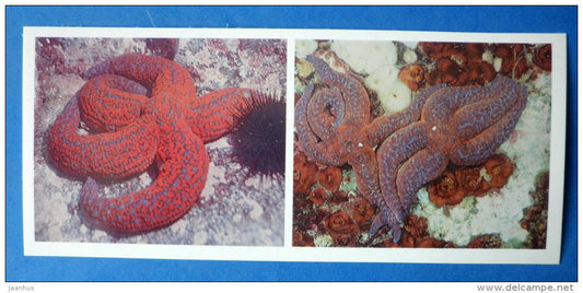 Starfish - Japanese sea - 1977 - Russia USSR - unused - JH Postcards