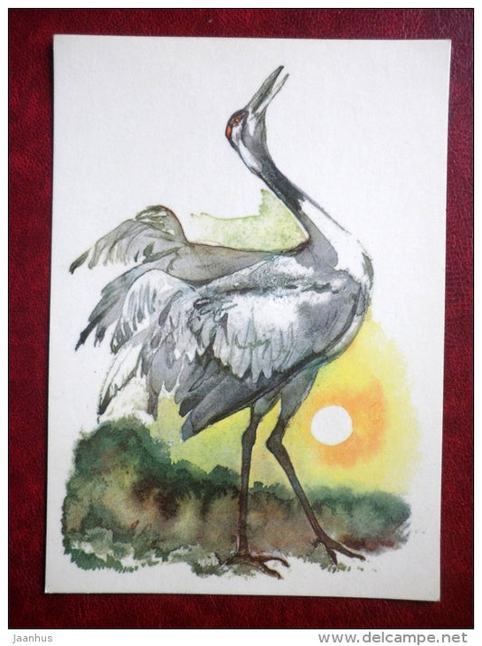 Common Crane - Grus grus - illustration by E. Pikk - birds - 1979 - Estonia USSR - unused - JH Postcards
