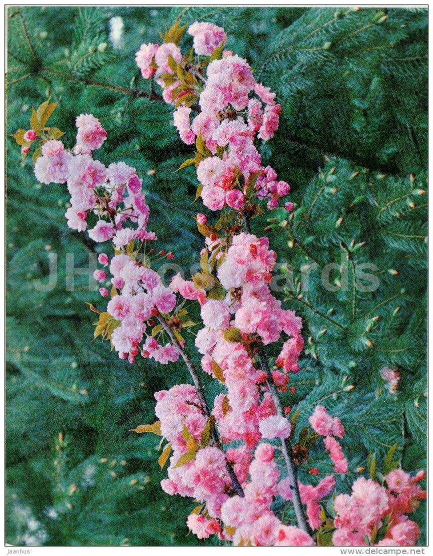 Japanese bush cherry - Cerasus japonica - Sochi Dendrarium - 1972 - Russia USSR - unused - JH Postcards