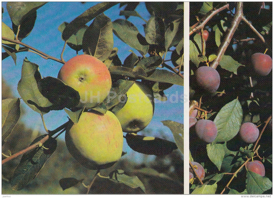 Fruit Garden - plum Eurasia - apple - Moscow Botanical Garden - 1988 - Russia USSR - unused - JH Postcards