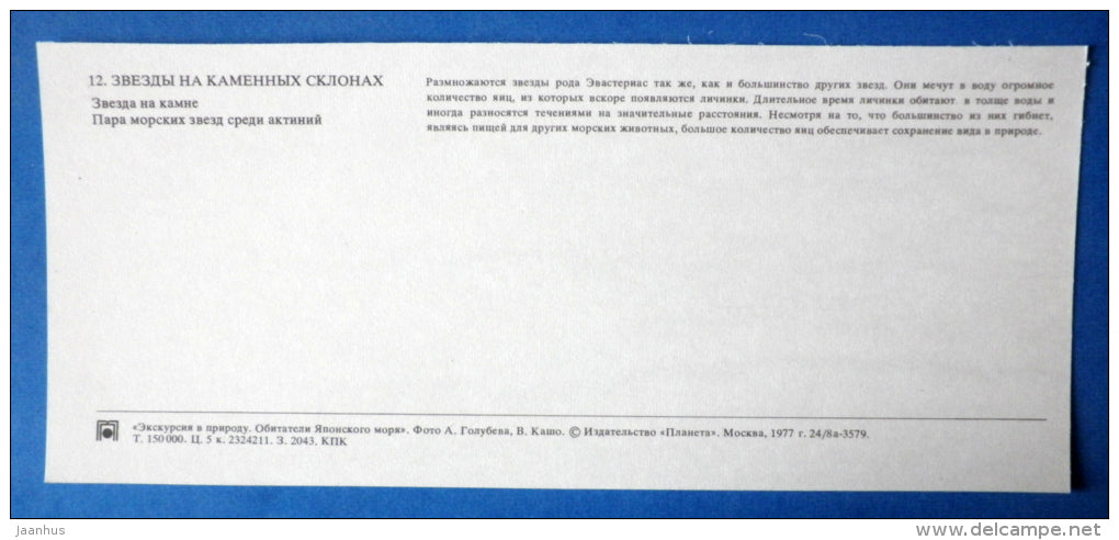 Starfish - Japanese sea - 1977 - Russia USSR - unused - JH Postcards