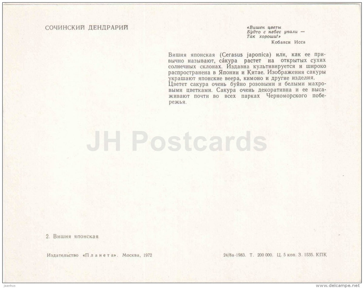 Japanese bush cherry - Cerasus japonica - Sochi Dendrarium - 1972 - Russia USSR - unused - JH Postcards