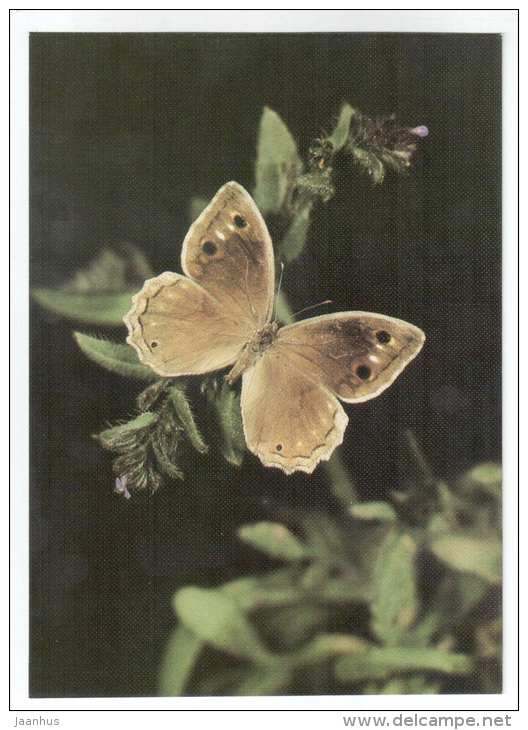 Freyer's Grayling - Neohipparchia fatua - butterfly - Central Asia butterflies - 1989 - Russia USSR - unused - JH Postcards