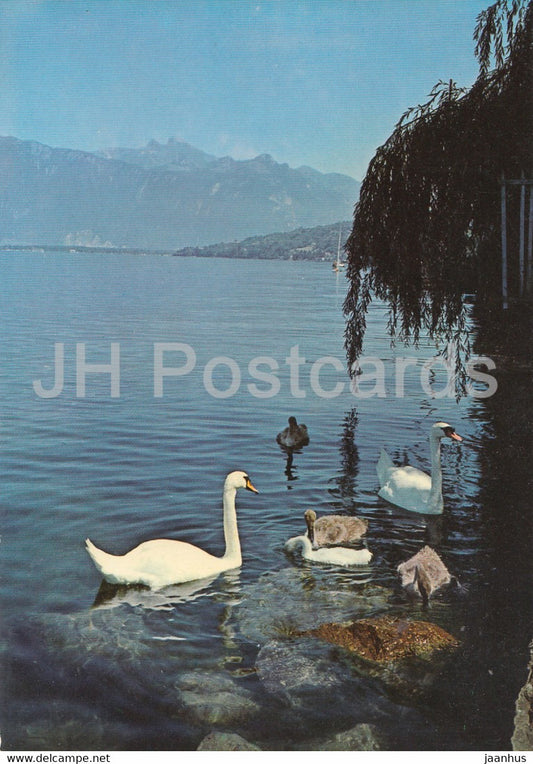 Cygnes du Lac Leman - swan - birds - 19423 - Switzerland - used - JH Postcards