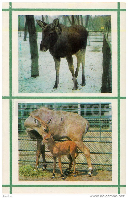 Moose - Antelope - Kiev Kyiv Zoo - 1976 - Ukraine USSR - unused - JH Postcards