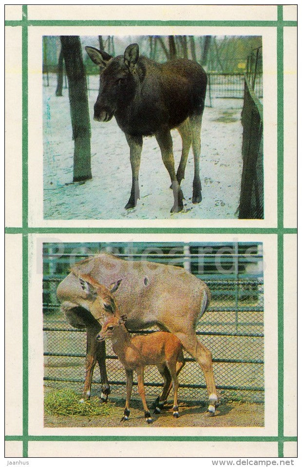 Moose - Antelope - Kiev Kyiv Zoo - 1976 - Ukraine USSR - unused - JH Postcards