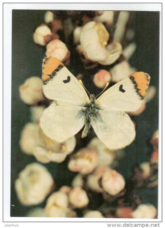 Zegris fausti - butterfly - Central Asia butterflies - 1989 - Russia USSR - unused - JH Postcards