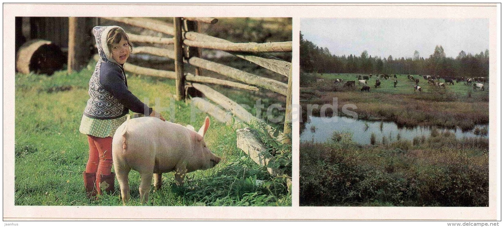 child and pig - cows - Vologda Region - 1987 - Russia USSR - unused - JH Postcards