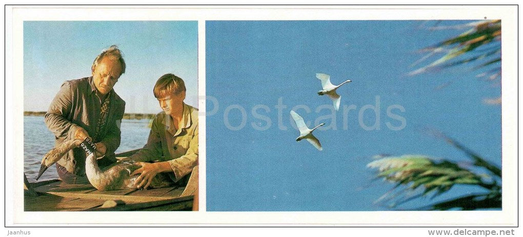 Mute swan , Cygnus olor - ornithologist - Astrakhan Nature Reserv - 1983 - Russia USSR - unused - JH Postcards