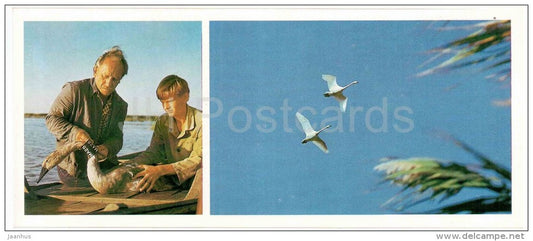 Mute swan , Cygnus olor - ornithologist - Astrakhan Nature Reserv - 1983 - Russia USSR - unused - JH Postcards
