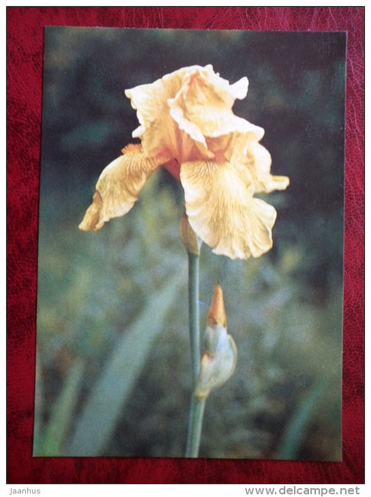 Autumn Leaves - Iris varieties - flowers - 1984 - Estonia USSR - unused - JH Postcards
