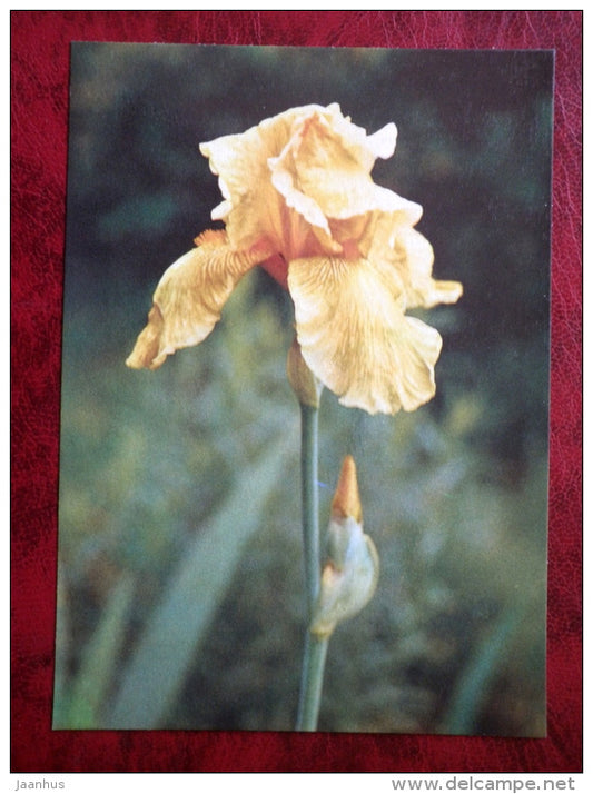 Autumn Leaves - Iris varieties - flowers - 1984 - Estonia USSR - unused - JH Postcards