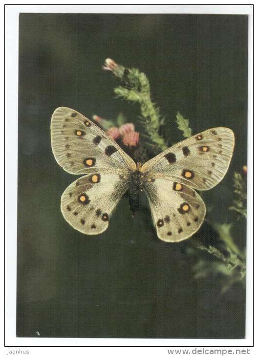 Parnassius apollonius - butterfly - Central Asia butterflies - 1989 - Russia USSR - unused - JH Postcards
