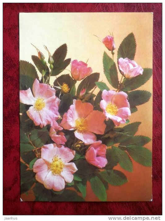 greeting card - flowers - Russia - USSR - unused - JH Postcards