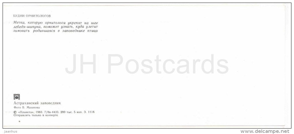 Mute swan , Cygnus olor - ornithologist - Astrakhan Nature Reserv - 1983 - Russia USSR - unused - JH Postcards